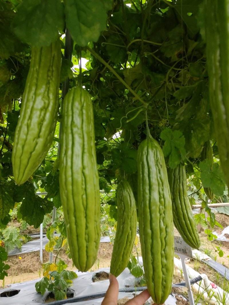 大肉油苦瓜苗，实生苗/嫁接苗（黑籽，抗性好，产量高，）