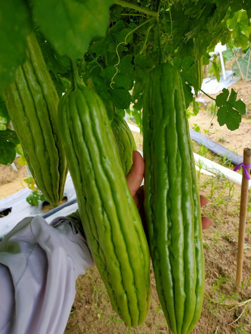 大肉油苦瓜苗，实生苗/嫁接苗（黑籽，抗性好，产量高，）