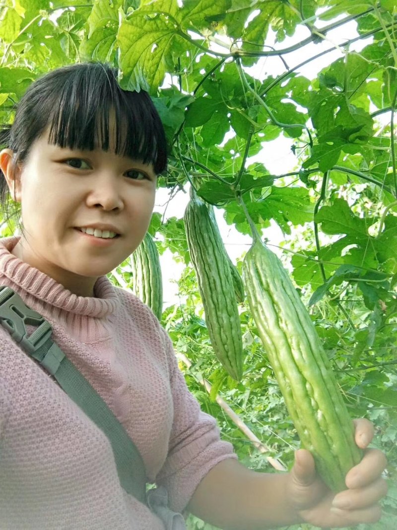 大肉油苦瓜苗，实生苗/嫁接苗（黑籽，抗性好，产量高，）