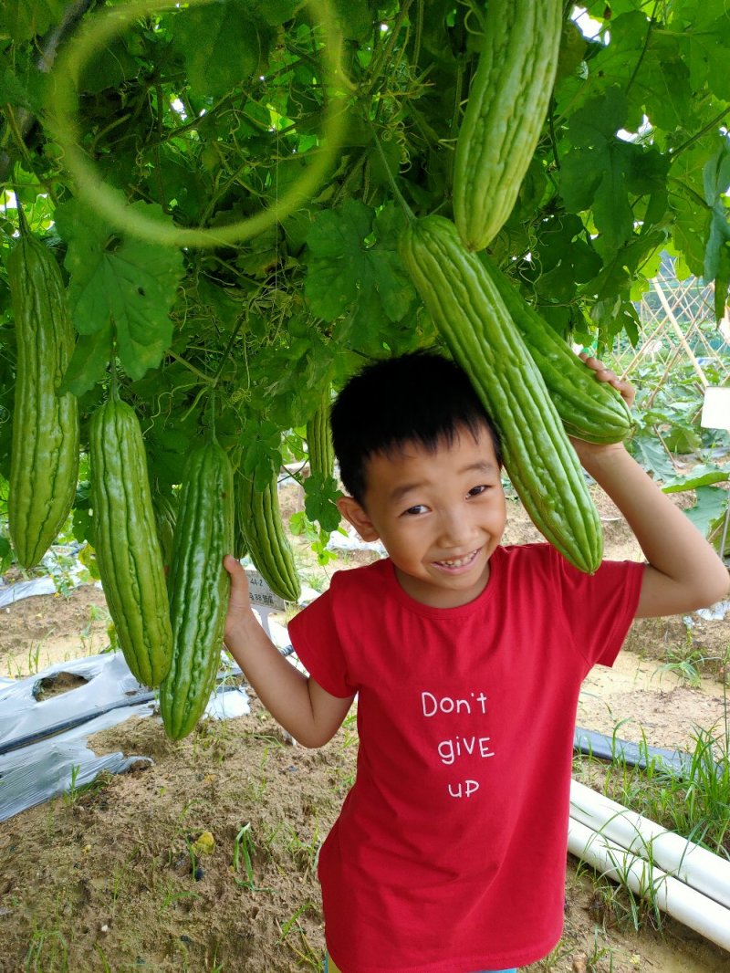 大肉油苦瓜苗，实生苗/嫁接苗（黑籽，抗性好，产量高，）