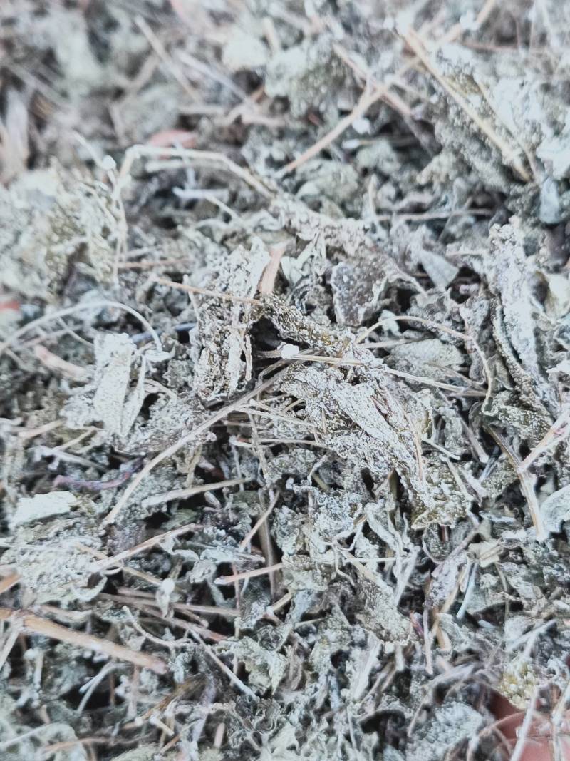 野生溪黄草新鲜干货溪黄茶溪王草益肝广东草药散装