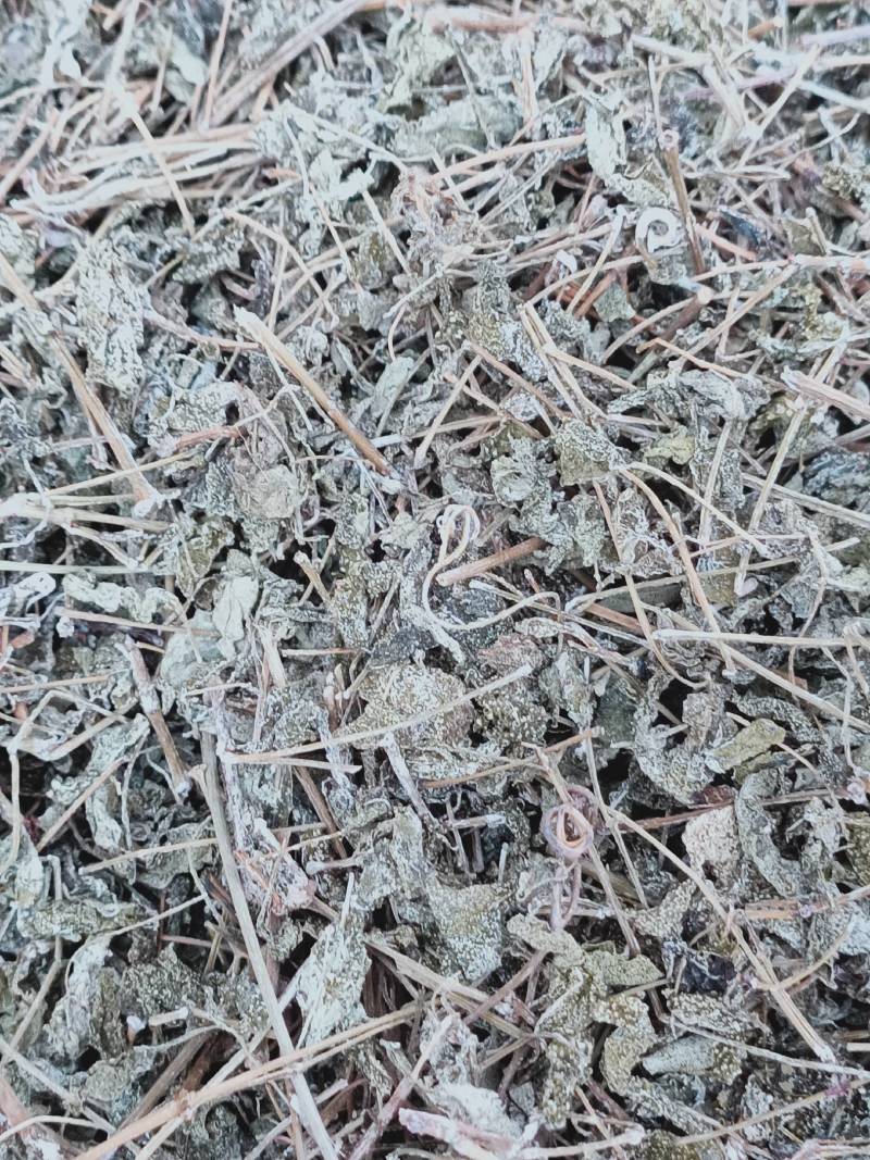 野生溪黄草新鲜干货溪黄茶溪王草益肝广东草药散装