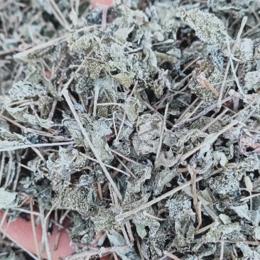 野生溪黄草新鲜干货溪黄茶溪王草益肝广东草药散装