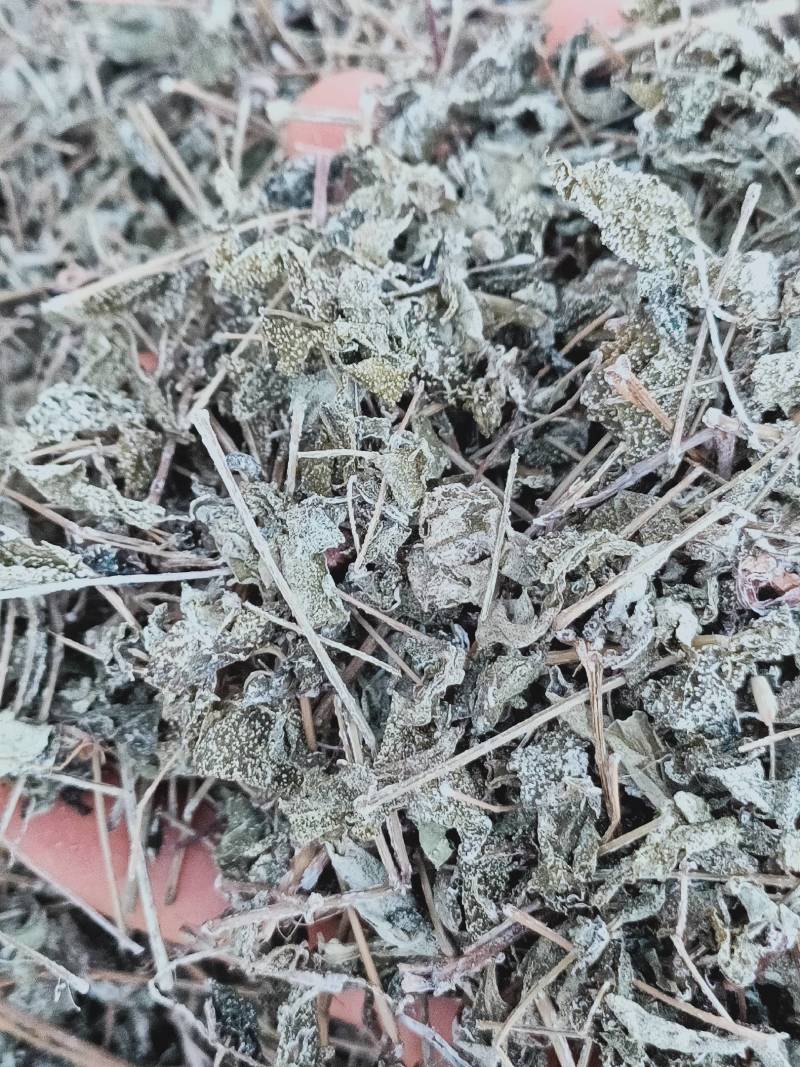 野生溪黄草新鲜干货溪黄茶溪王草益肝广东草药散装