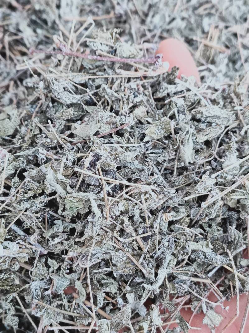 野生溪黄草新鲜干货溪黄茶溪王草益肝广东草药散装