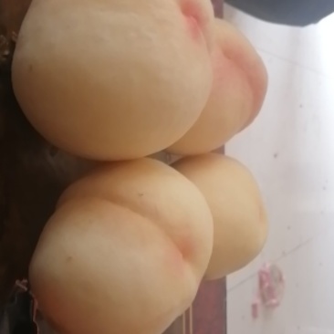 套袋红夏甜桃