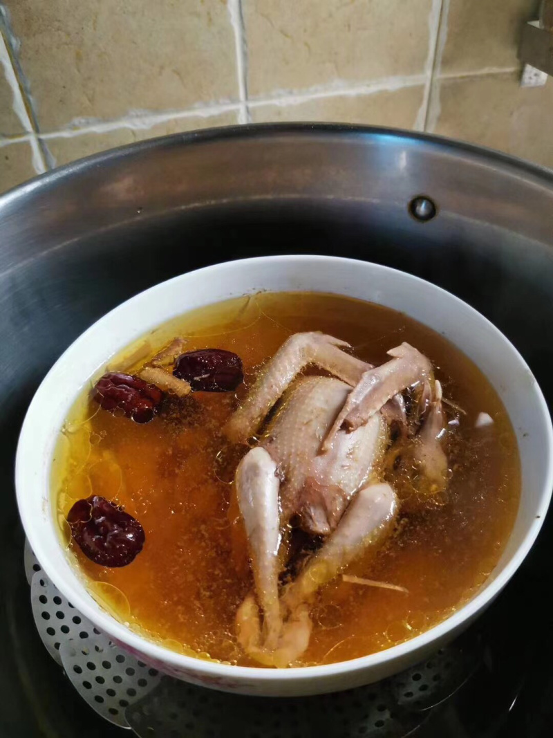 白条鸽