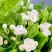 茉莉花鲜切花云南基地直发批发支持一件代发社区团购