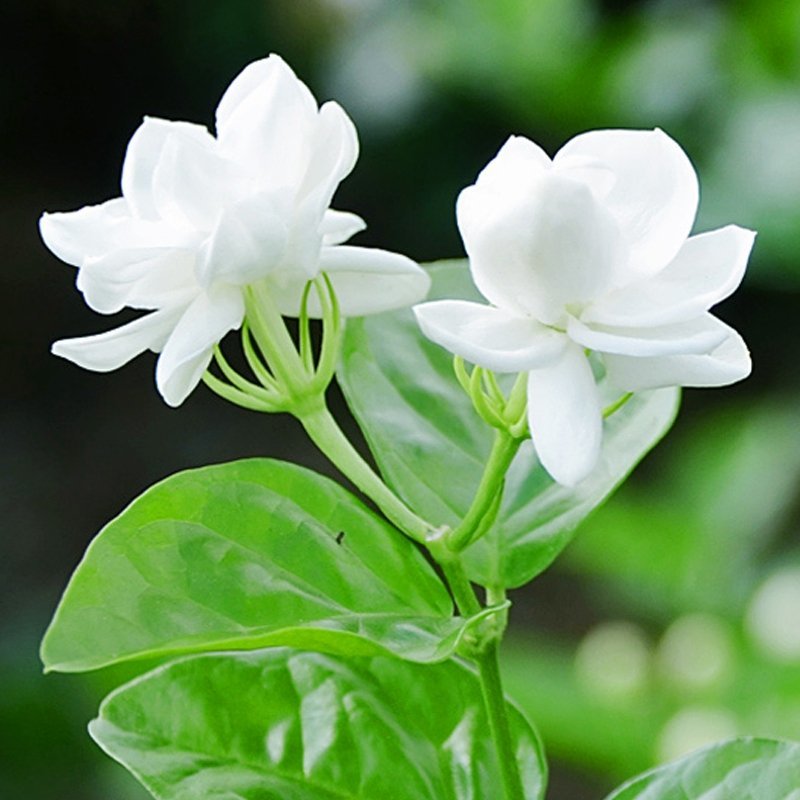茉莉花鲜切花云南基地直发批发支持一件代发社区团购
