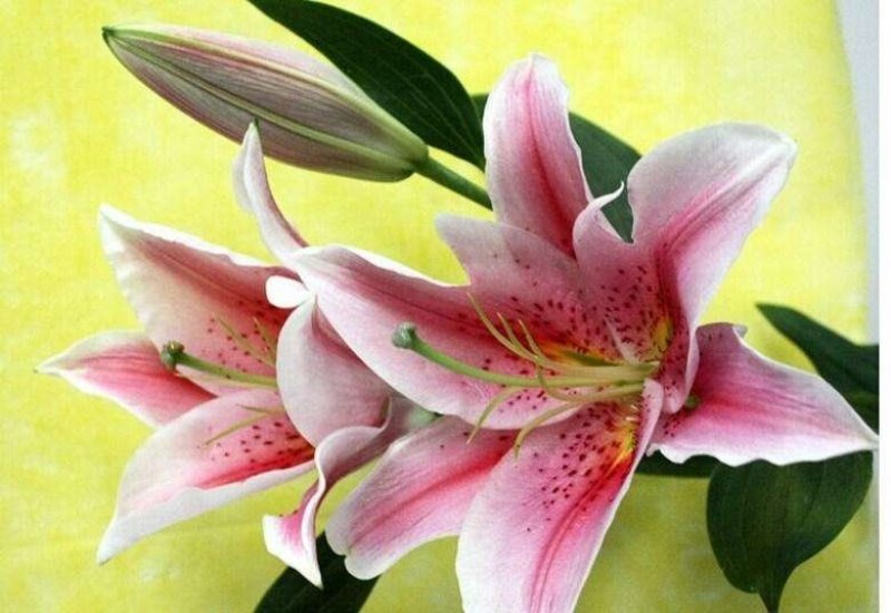 百合鲜切花云南基地直发支持一件代发社区团购