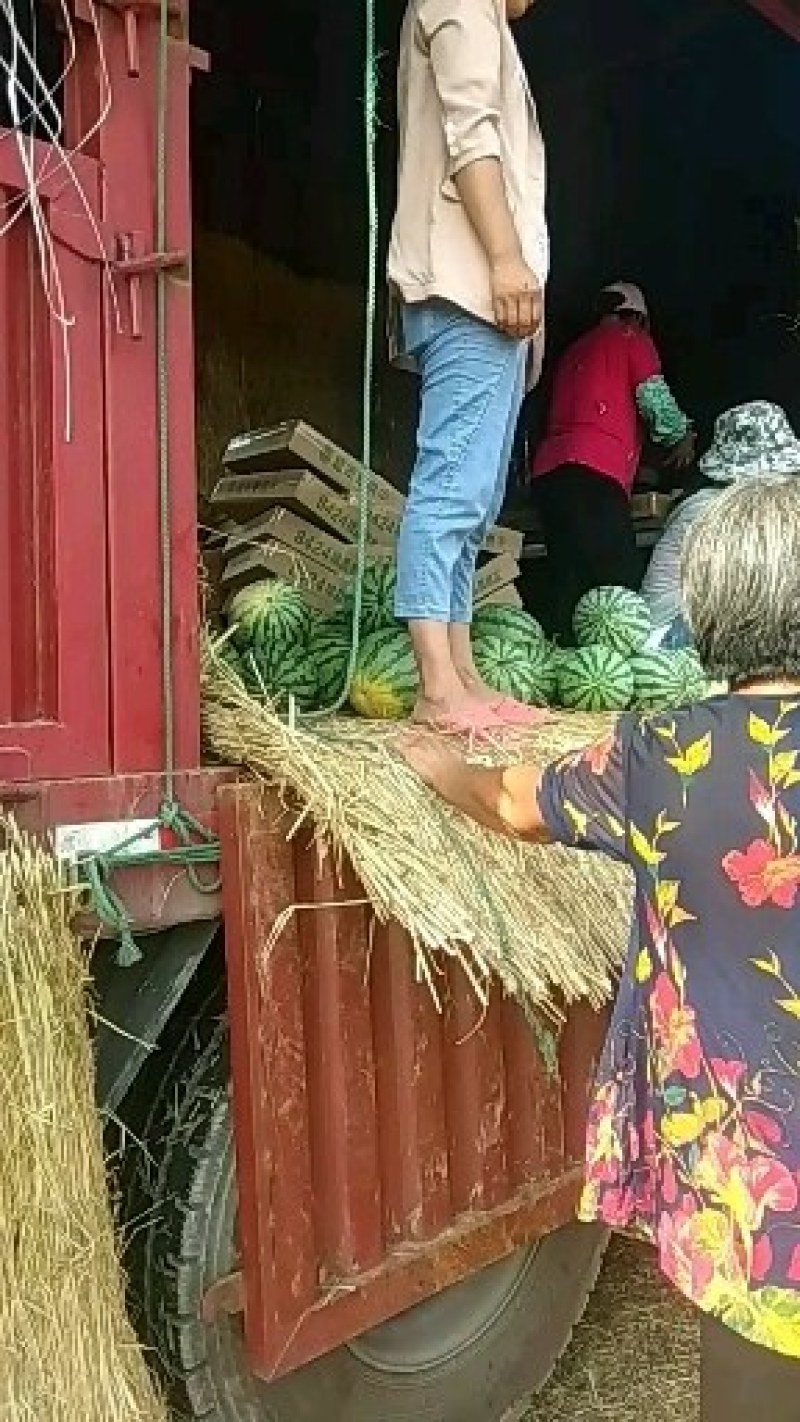 西瓜大量供应口感很好欢迎选购