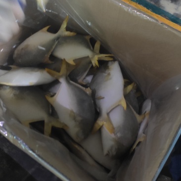 金鲳鱼