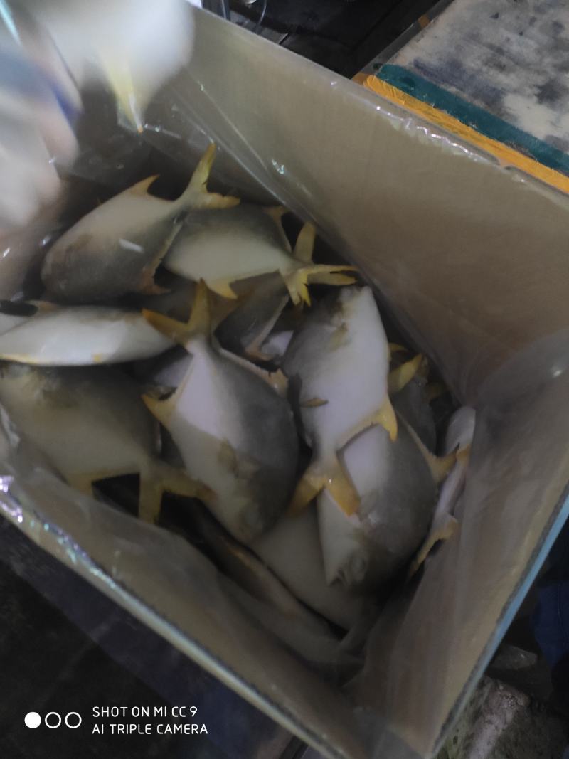 金鲳鱼