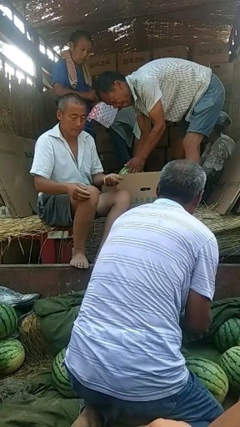 西瓜量很大甜度很高质量很好速抢