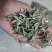 普洱毛尖茶，纯手工加工