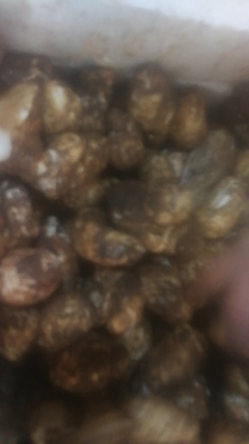 优质野生菌老人头***食用菌可全国发货品质保证
