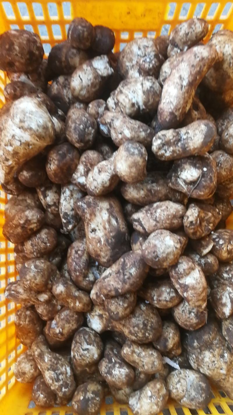 优质野生菌老人头***食用菌可全国发货品质保证