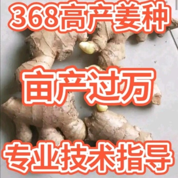 云南【368高产姜种】产地直发抗病毒教种植全国发货