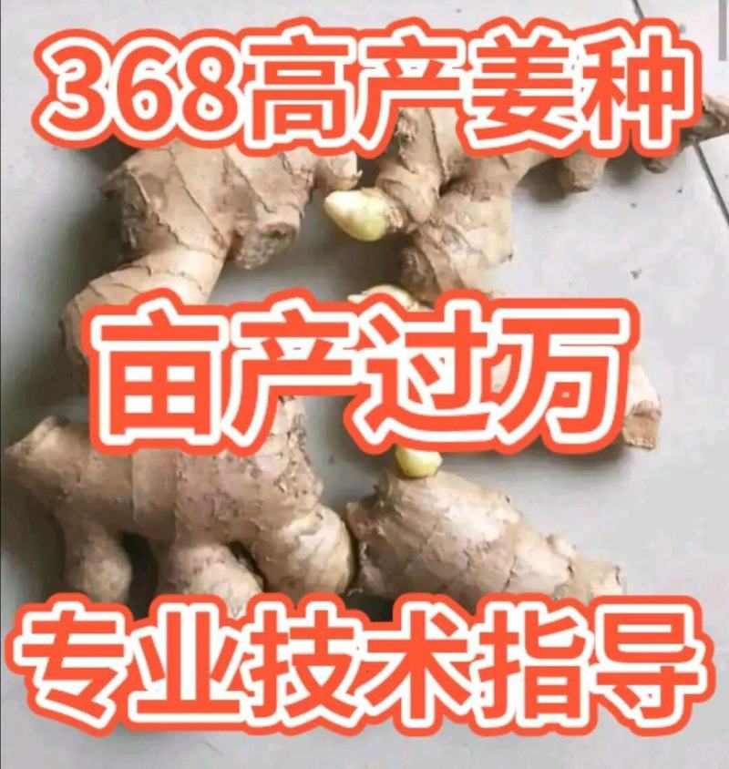 云南【368高产姜种】产地直发抗病毒教种植全国发货
