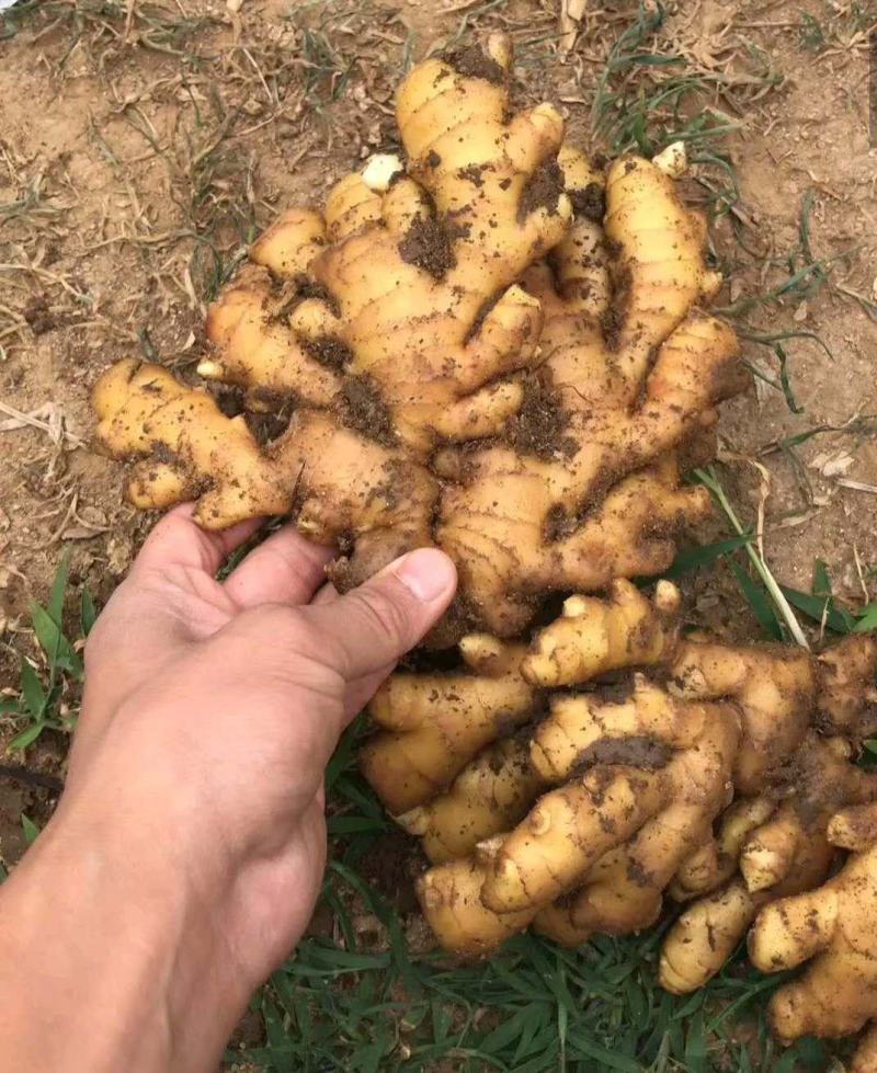 云南【368高产姜种】产地直发抗病毒教种植全国发货