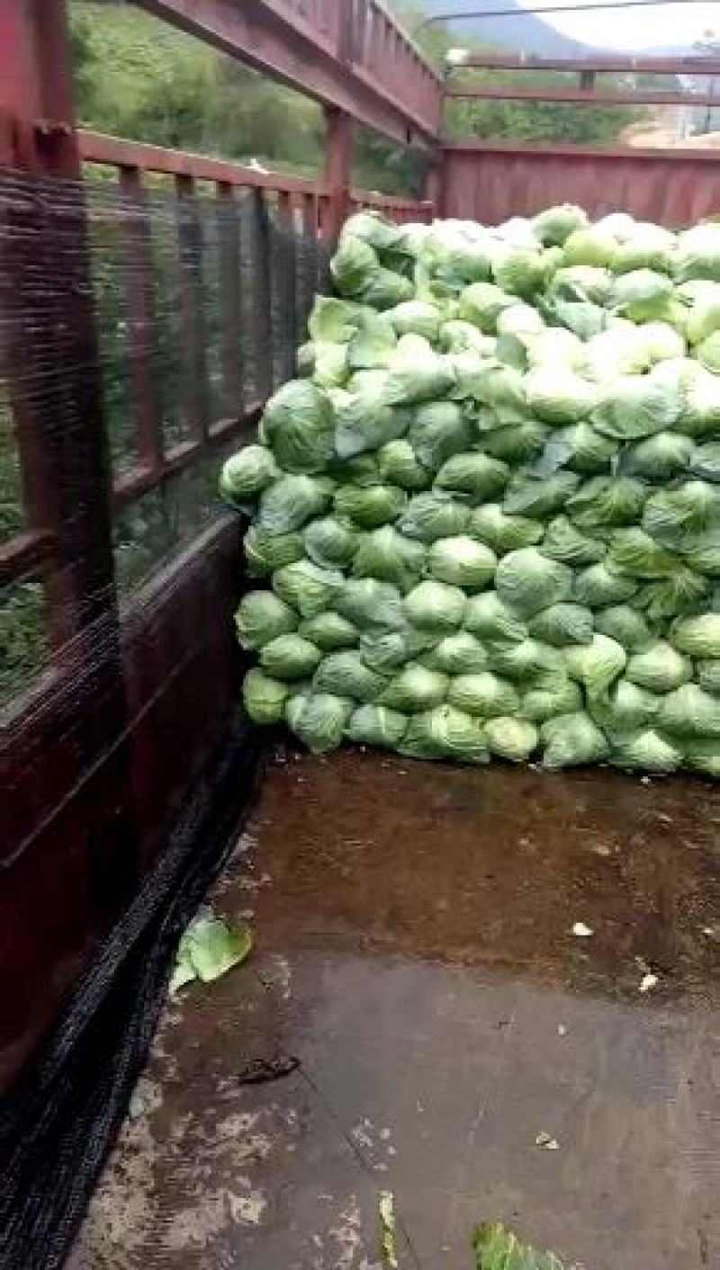 西红柿基地直供，保质保量支持发货欢迎咨询订购