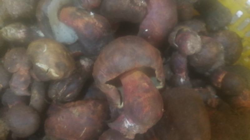 各类野生菌白葱红见手青鹅菌马耳朵靑扛杨柳菌