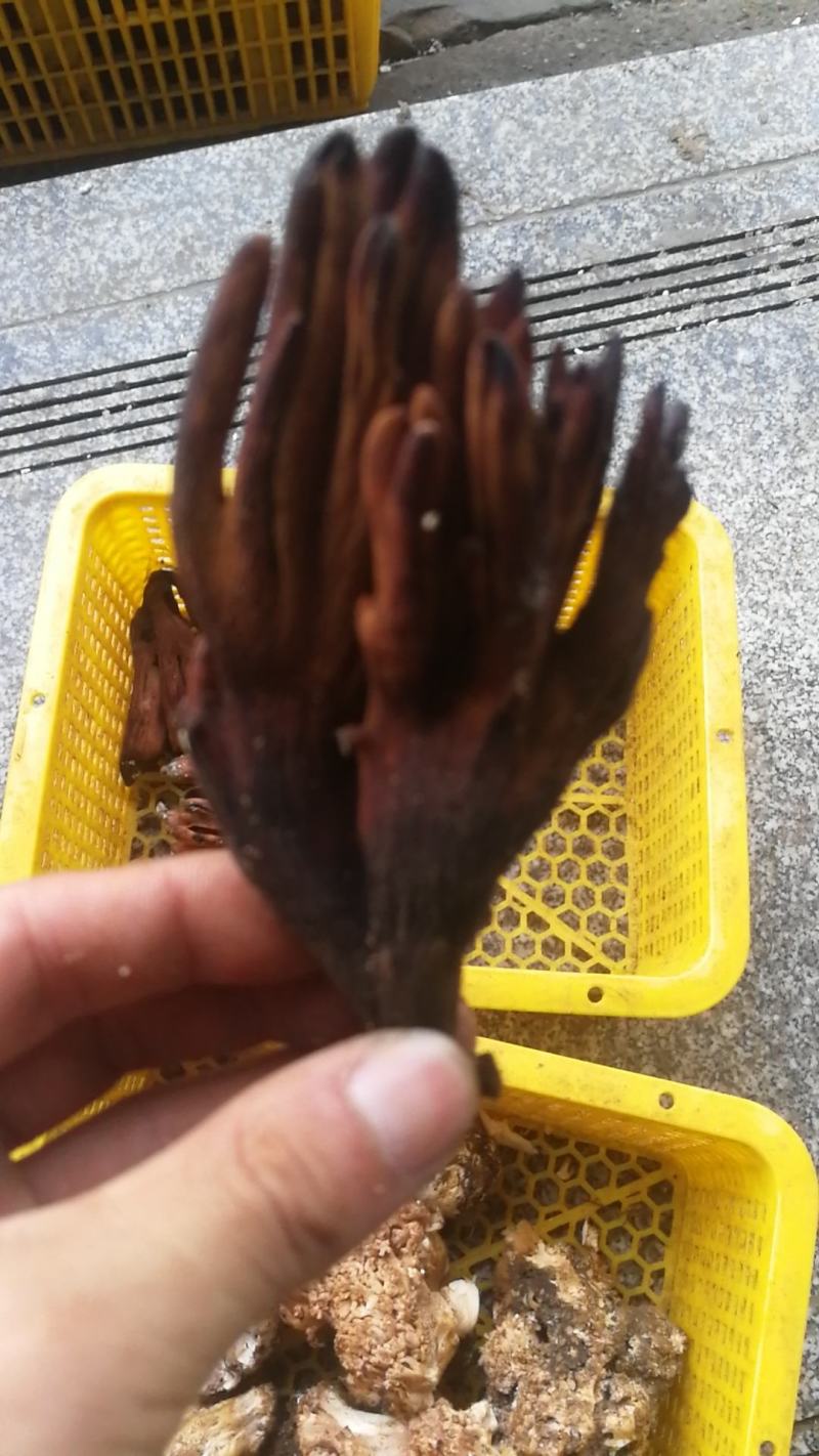 各类野生菌白葱红见手青鹅菌马耳朵靑扛杨柳菌