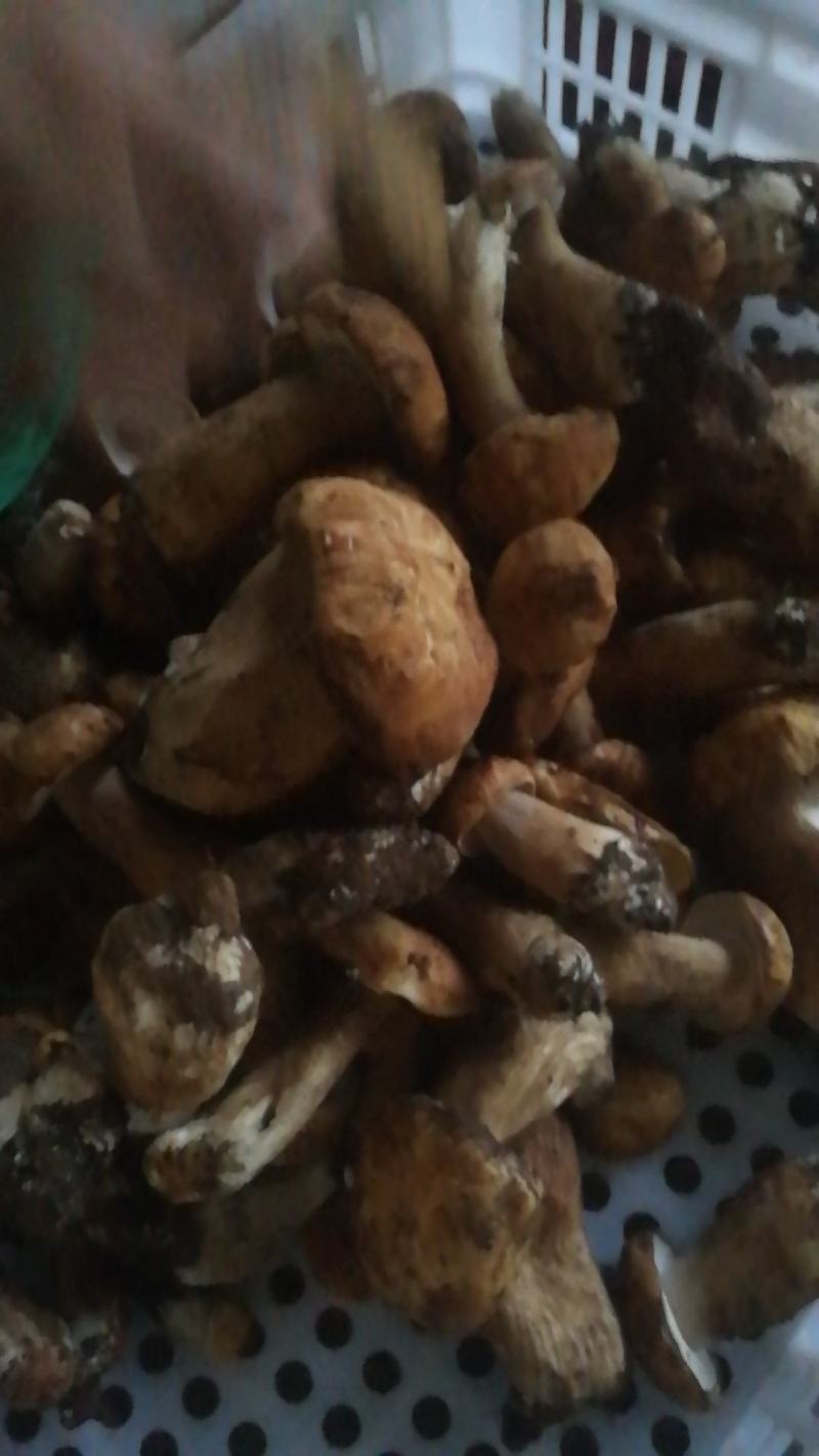 各类野生菌白葱红见手青鹅菌马耳朵靑扛杨柳菌