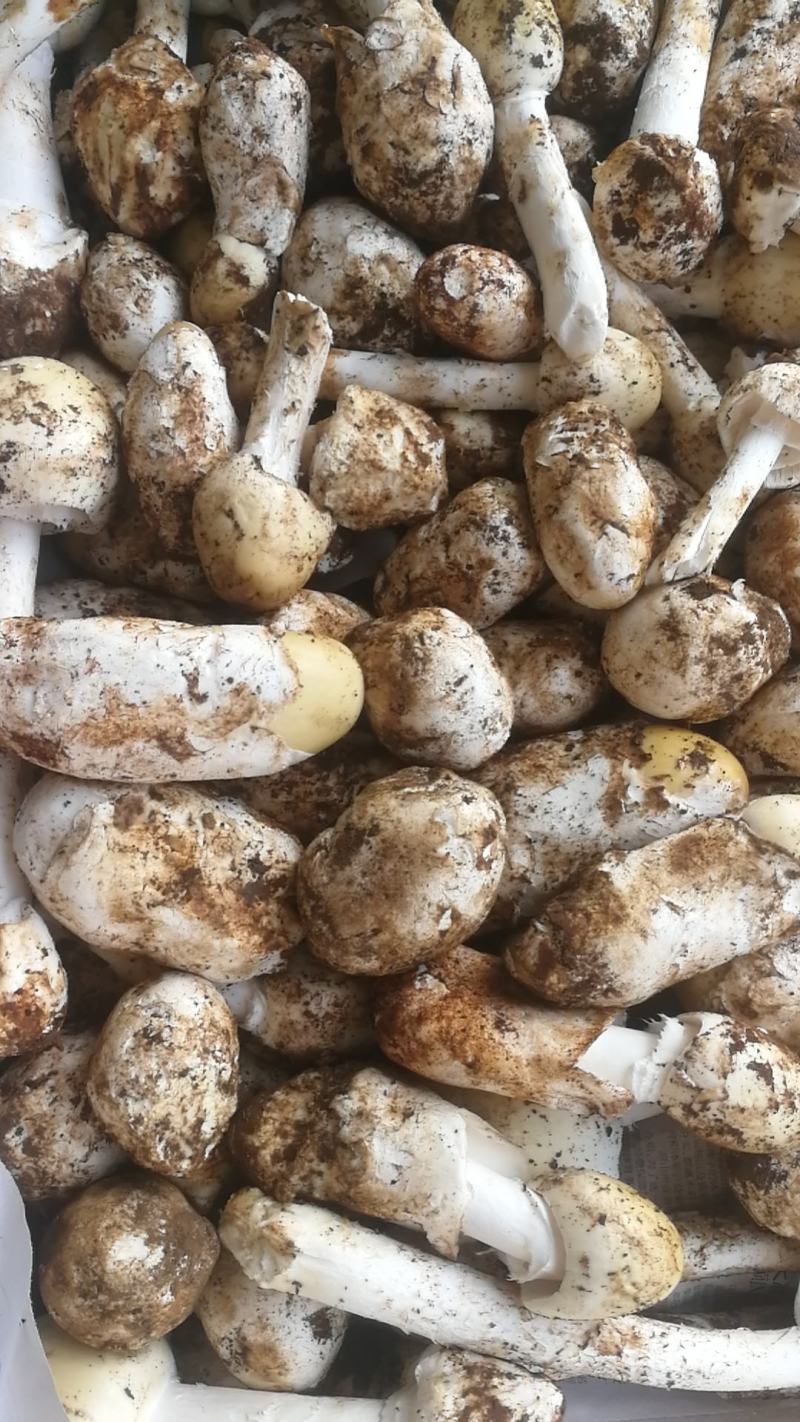 各类野生菌白葱红见手青鹅菌马耳朵靑扛杨柳菌