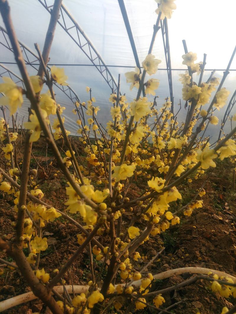 罄口素心蜡梅苗20~30cm嫁接