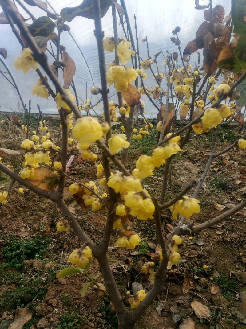 罄口素心蜡梅苗20~30cm嫁接