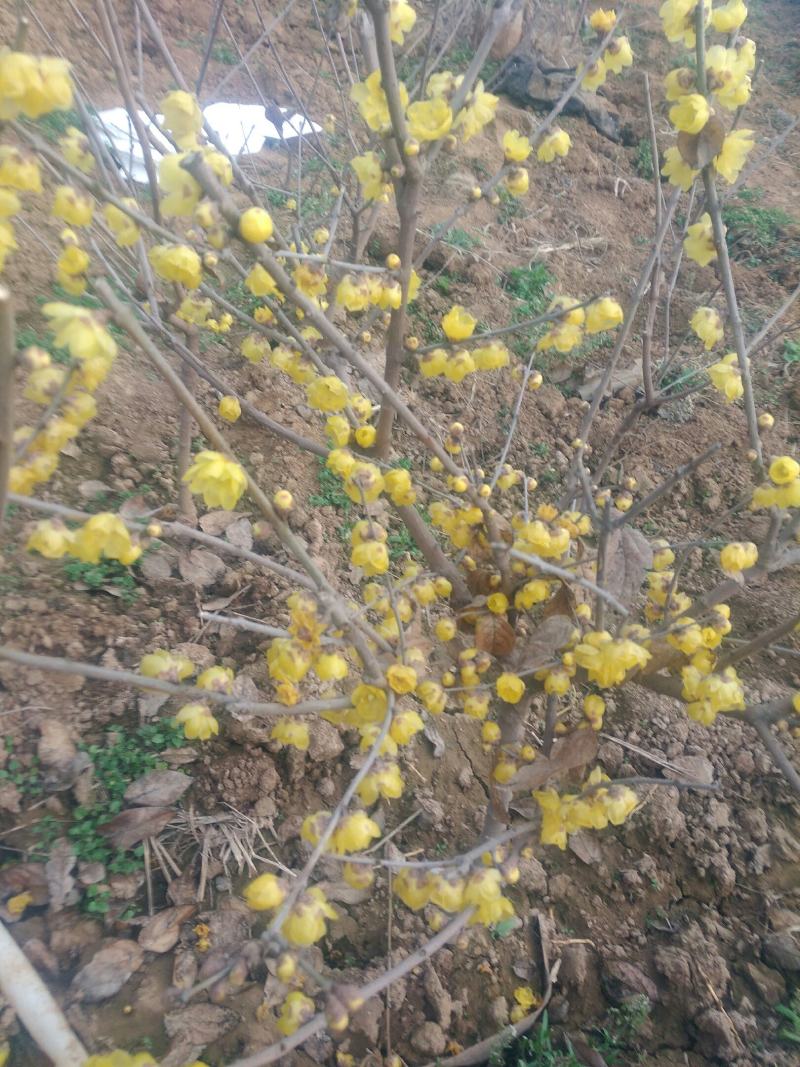 罄口素心蜡梅苗20~30cm嫁接