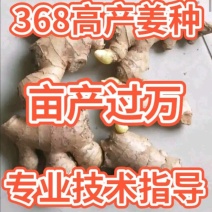 四川【368高产姜种】产地直发抗病毒教种植全国发货