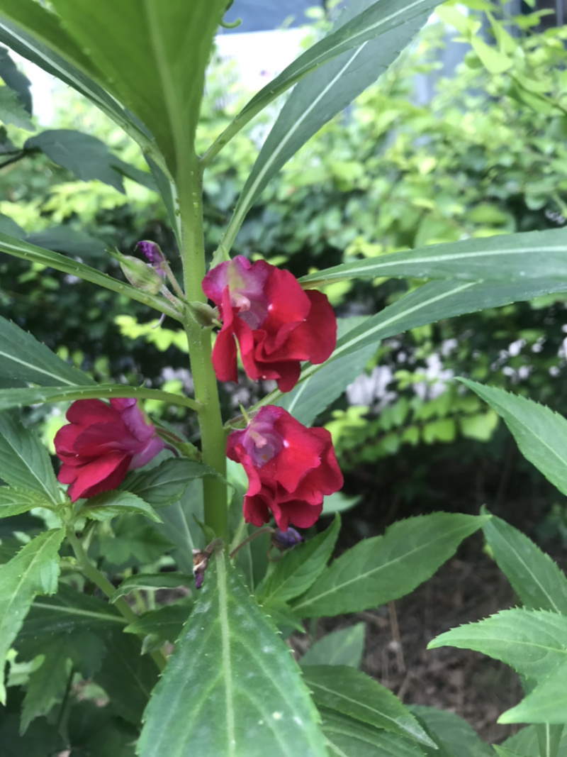 供应凤仙花种子，花期长，花色艳丽，耐旱性强