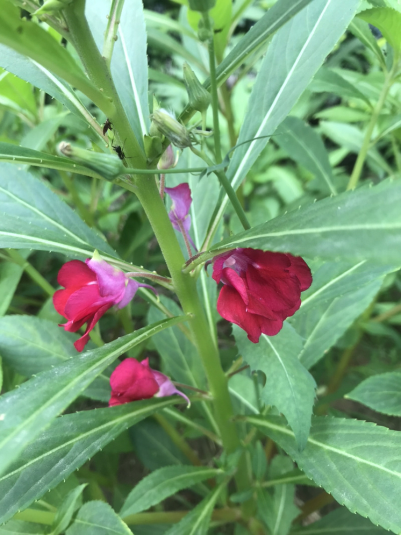 供应凤仙花种子，花期长，花色艳丽，耐旱性强