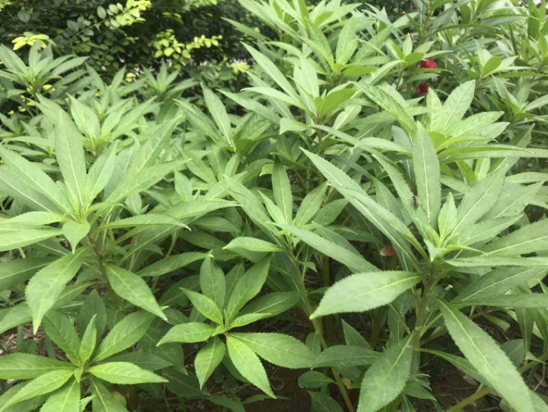 供应凤仙花种子，花期长，花色艳丽，耐旱性强