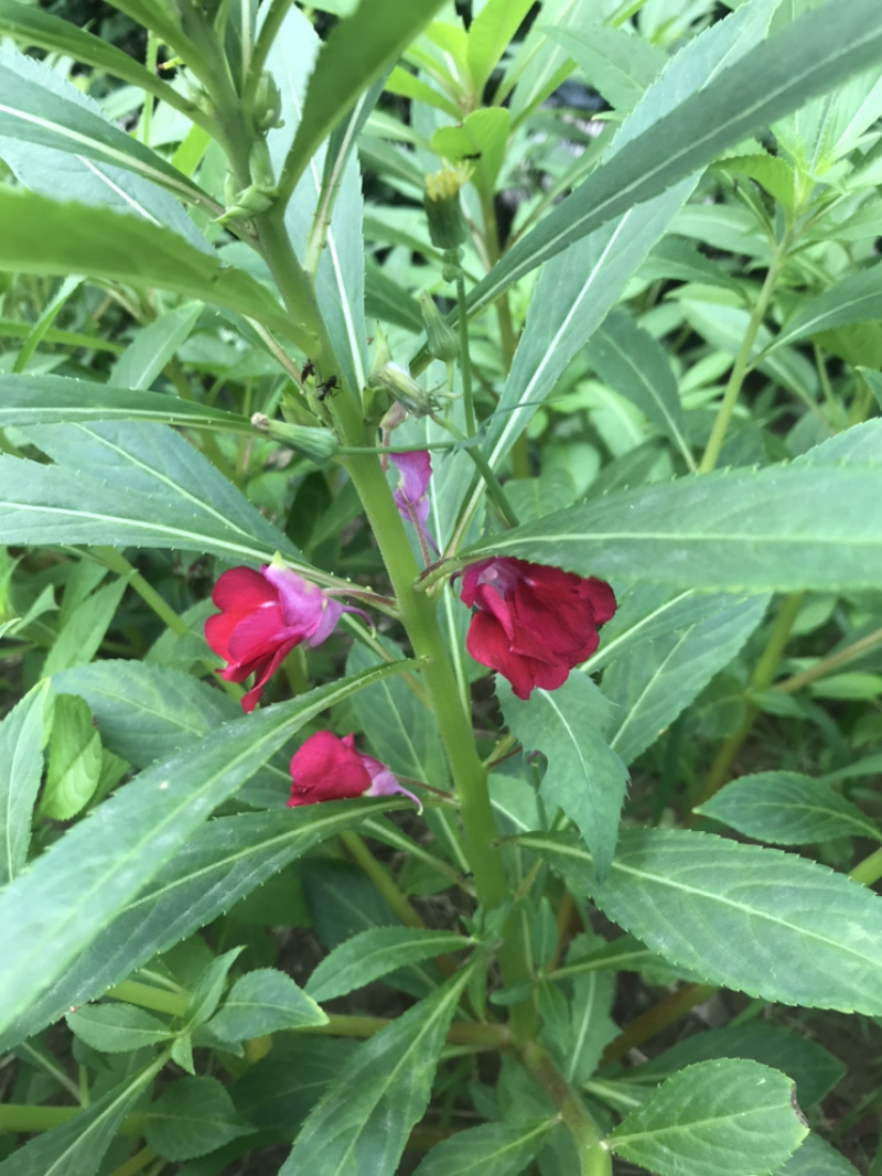 供应凤仙花种子，花期长，花色艳丽，耐旱性强