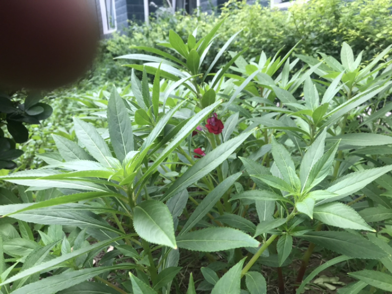 供应凤仙花种子，花期长，花色艳丽，耐旱性强