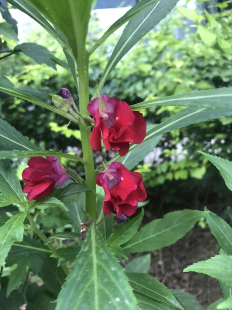 供应凤仙花种子，花期长，花色艳丽，耐旱性强