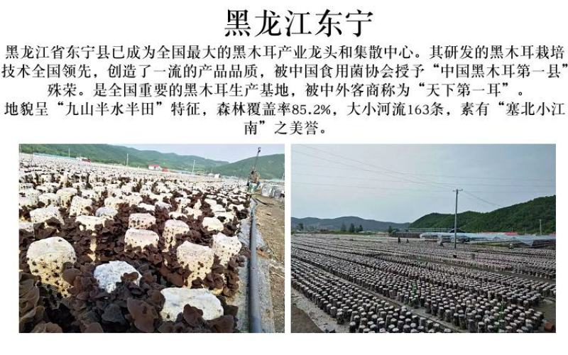 批发新货食用菌干货长白山老鼠耳500g大片东北黑木耳