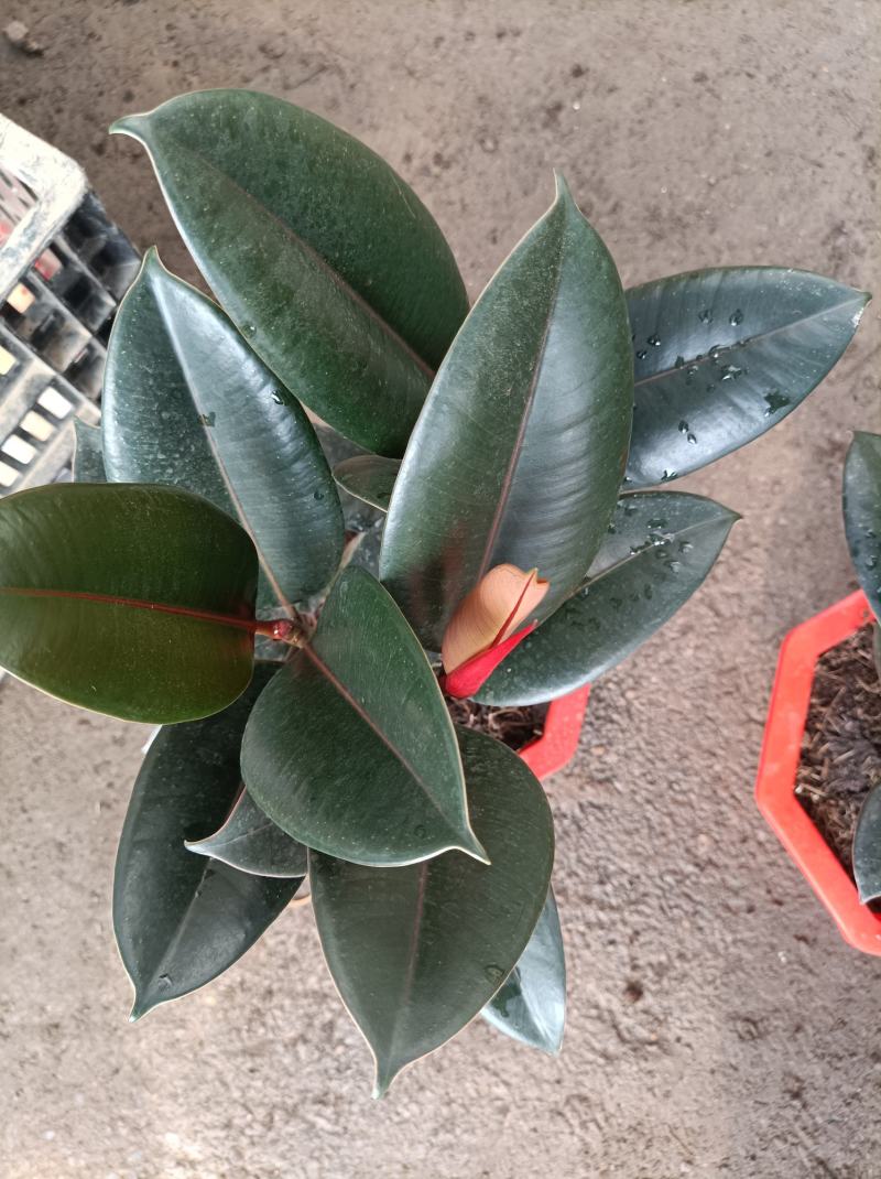 橡皮树盆栽黑金刚0（六角盆3棵苗）