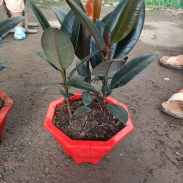 橡皮树盆栽黑金刚0（六角盆3棵苗）