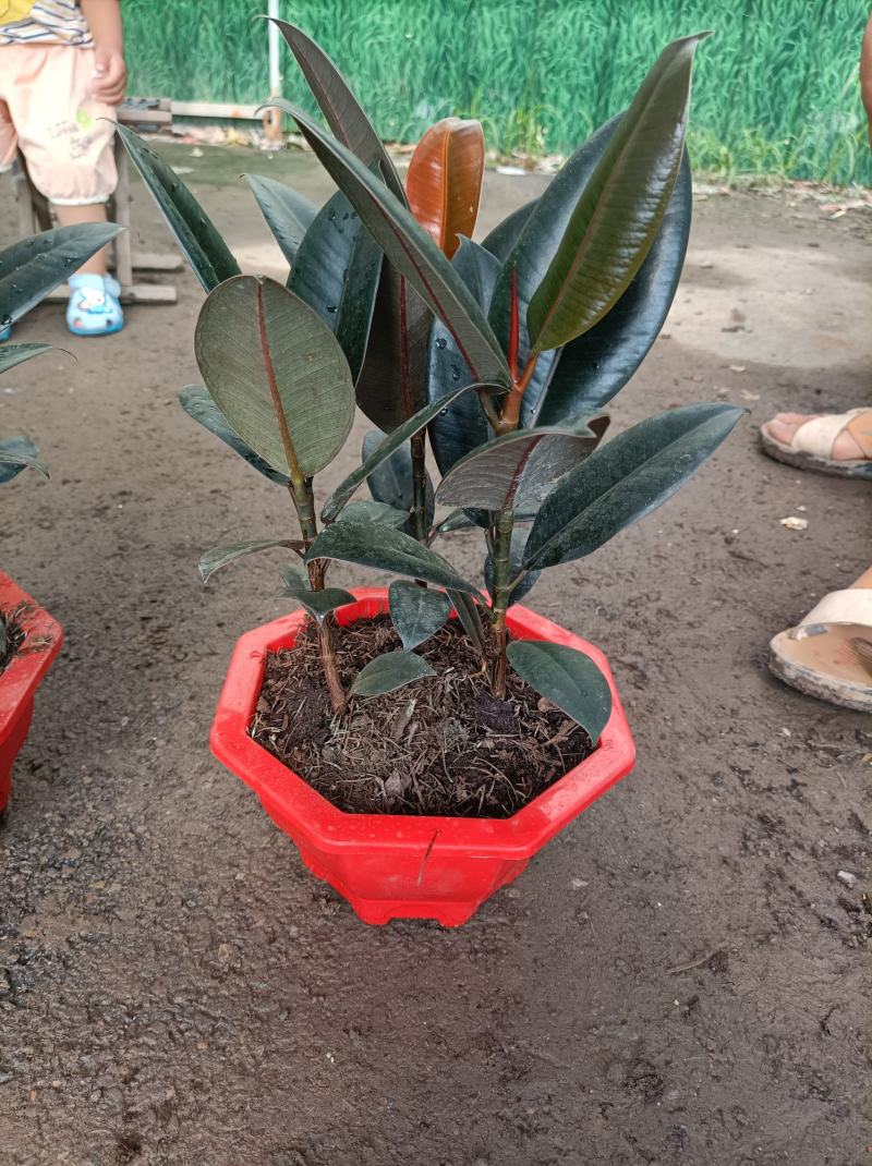 橡皮树盆栽黑金刚0（六角盆3棵苗）
