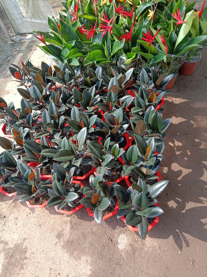 橡皮树盆栽黑金刚0（六角盆3棵苗）