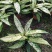 橡皮树盆栽黑金刚0（六角盆3棵苗）