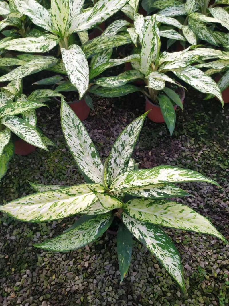 橡皮树盆栽黑金刚0（六角盆3棵苗）