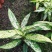 橡皮树盆栽黑金刚0（六角盆3棵苗）