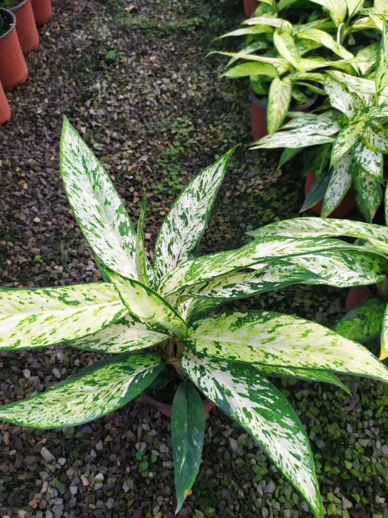 橡皮树盆栽黑金刚0（六角盆3棵苗）