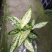 橡皮树盆栽黑金刚0（六角盆3棵苗）