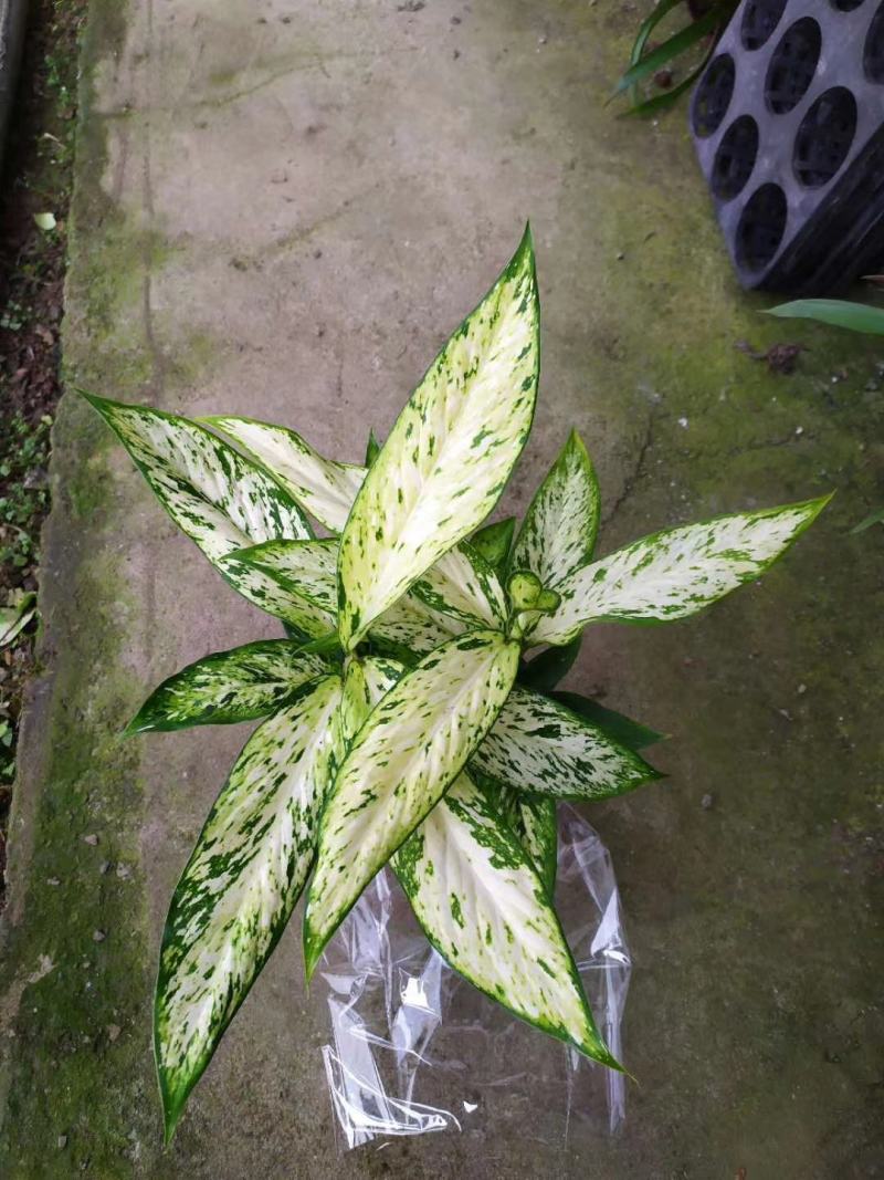 橡皮树盆栽黑金刚0（六角盆3棵苗）